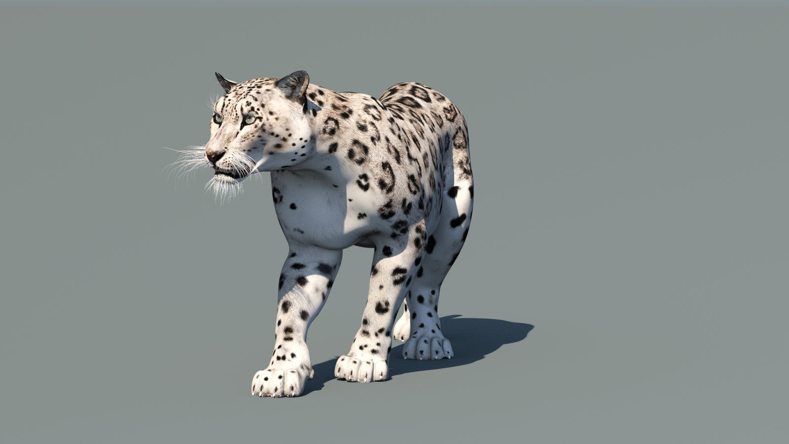 Snow Leopard 3D Model Animated 360° view 1 frame 34
