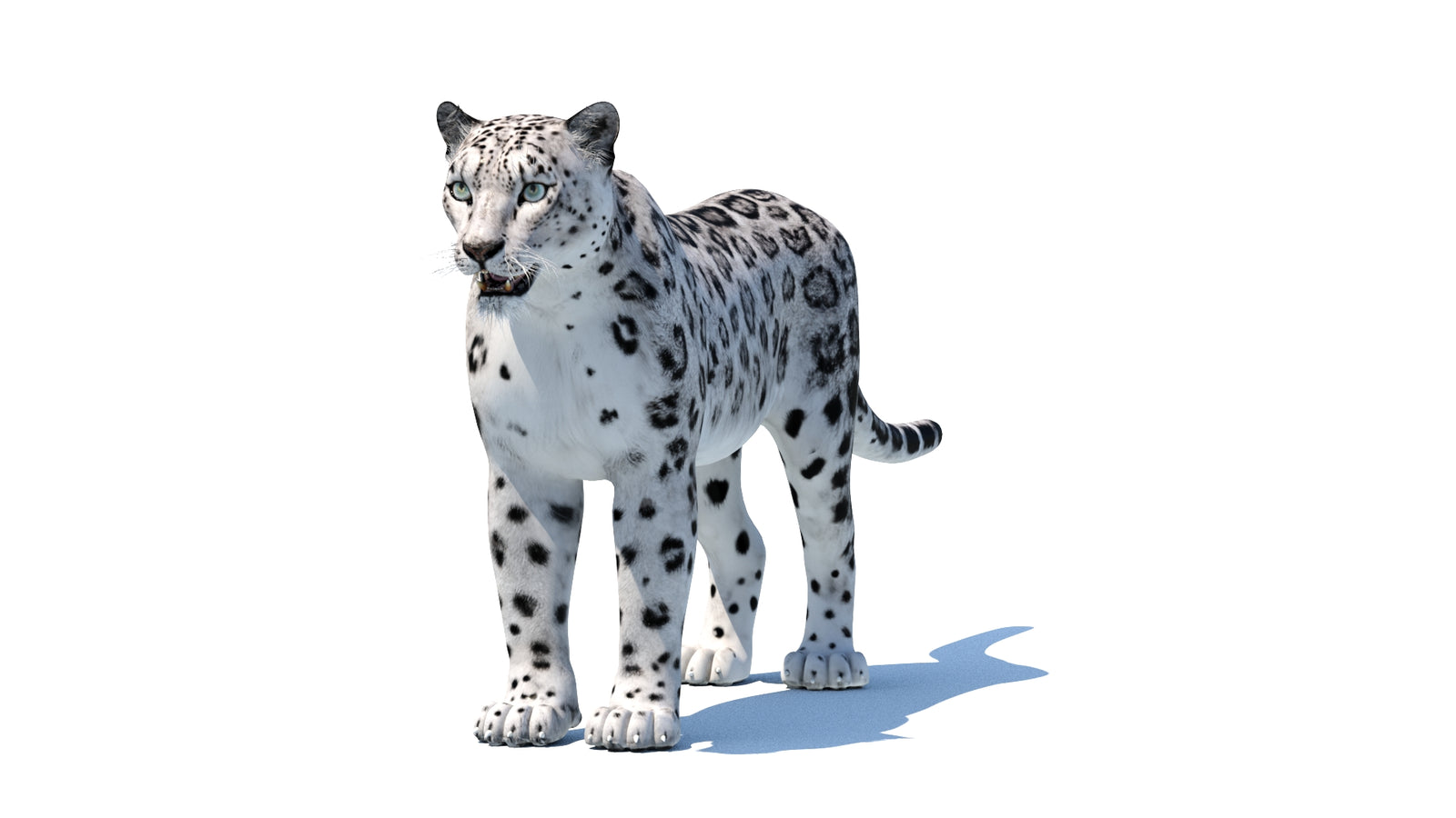Snow Leopard 3D Model 360° view 1 frame 35