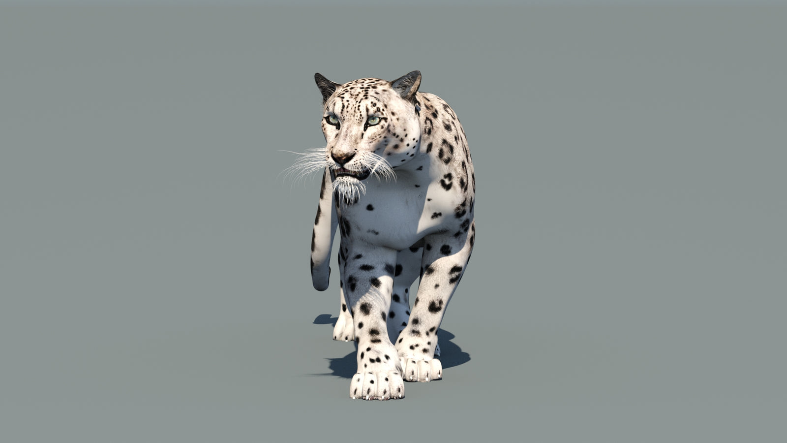 Snow Leopard 3D Model Animated 360° view 1 frame 36