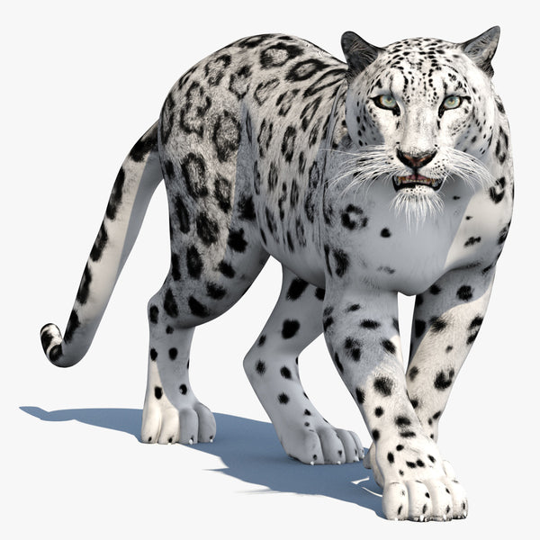 Snow Leopard 3D Model Animated