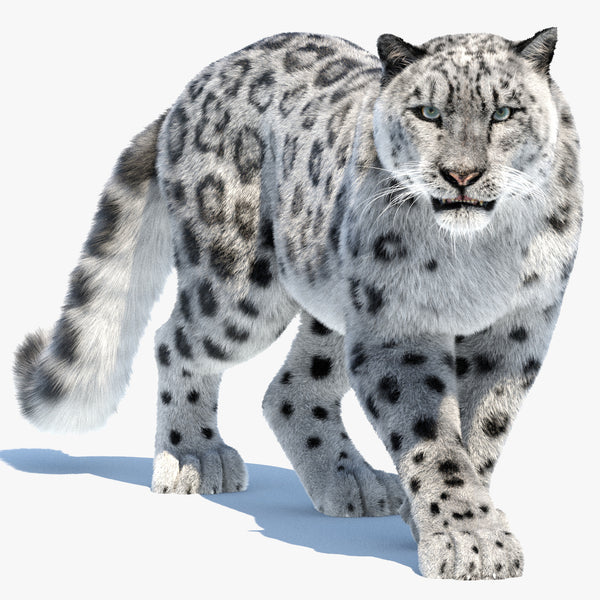 Animated Snow Leopard 3D Model with Fur