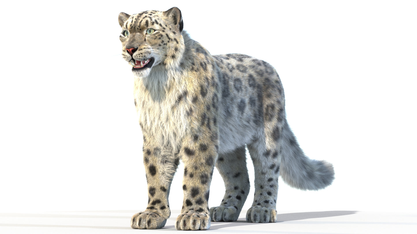 Animated Snow Leopard 3D Model Fur
