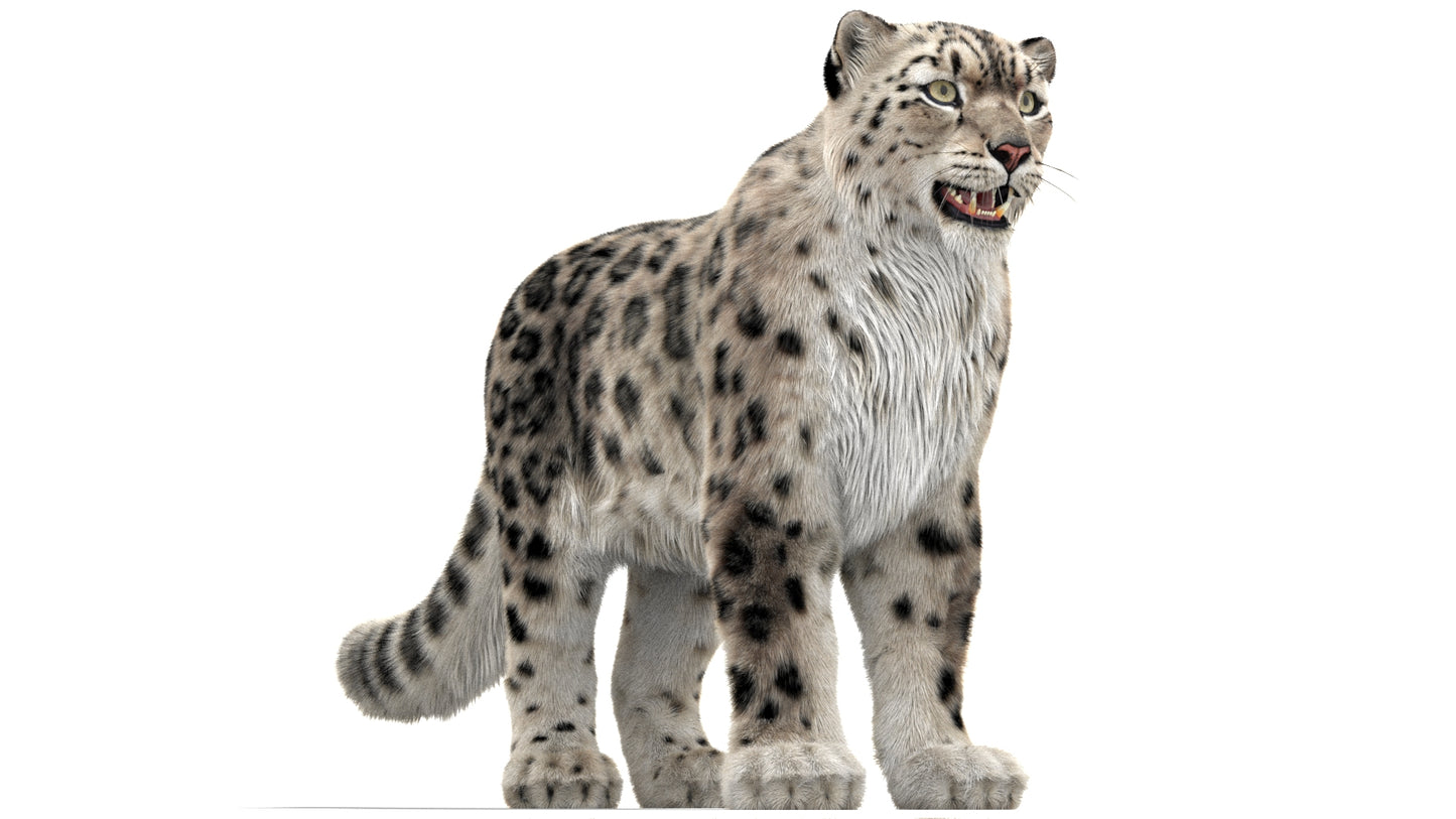 Snow Leopard 3D Model with Ornatrix Fur