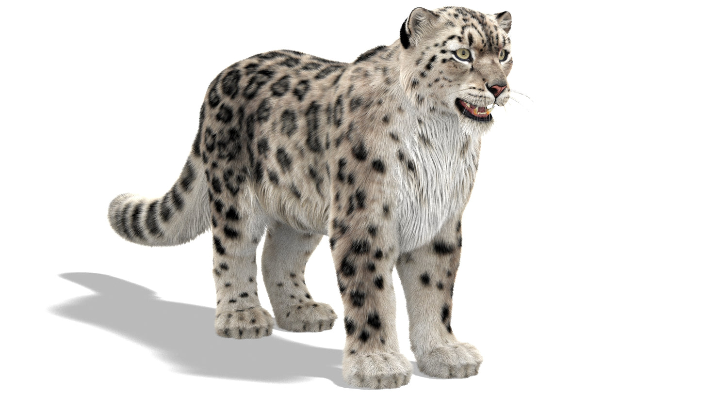 Snow Leopard 3D Model with Ornatrix Fur