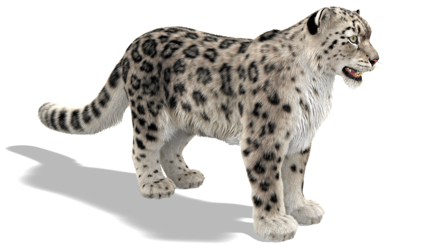 Snow Leopard 3D Model with Ornatrix Fur