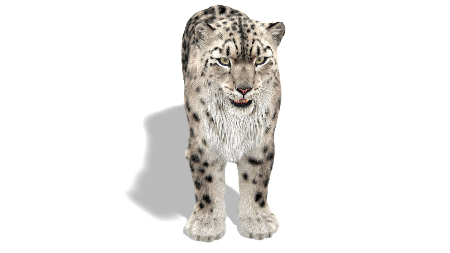 Snow Leopard 3D Model with Ornatrix Fur