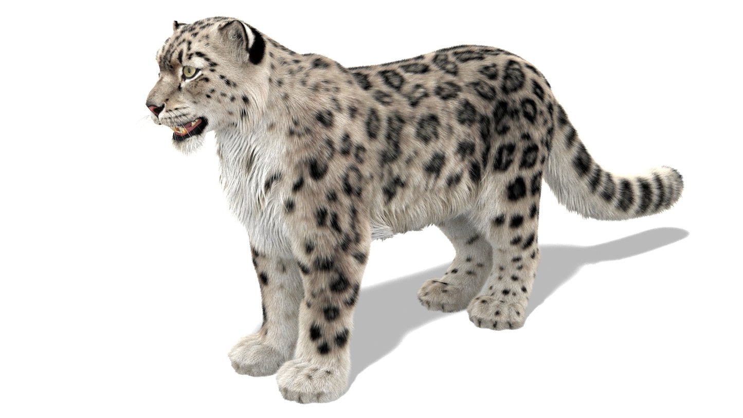 Snow Leopard 3D Model with Ornatrix Fur