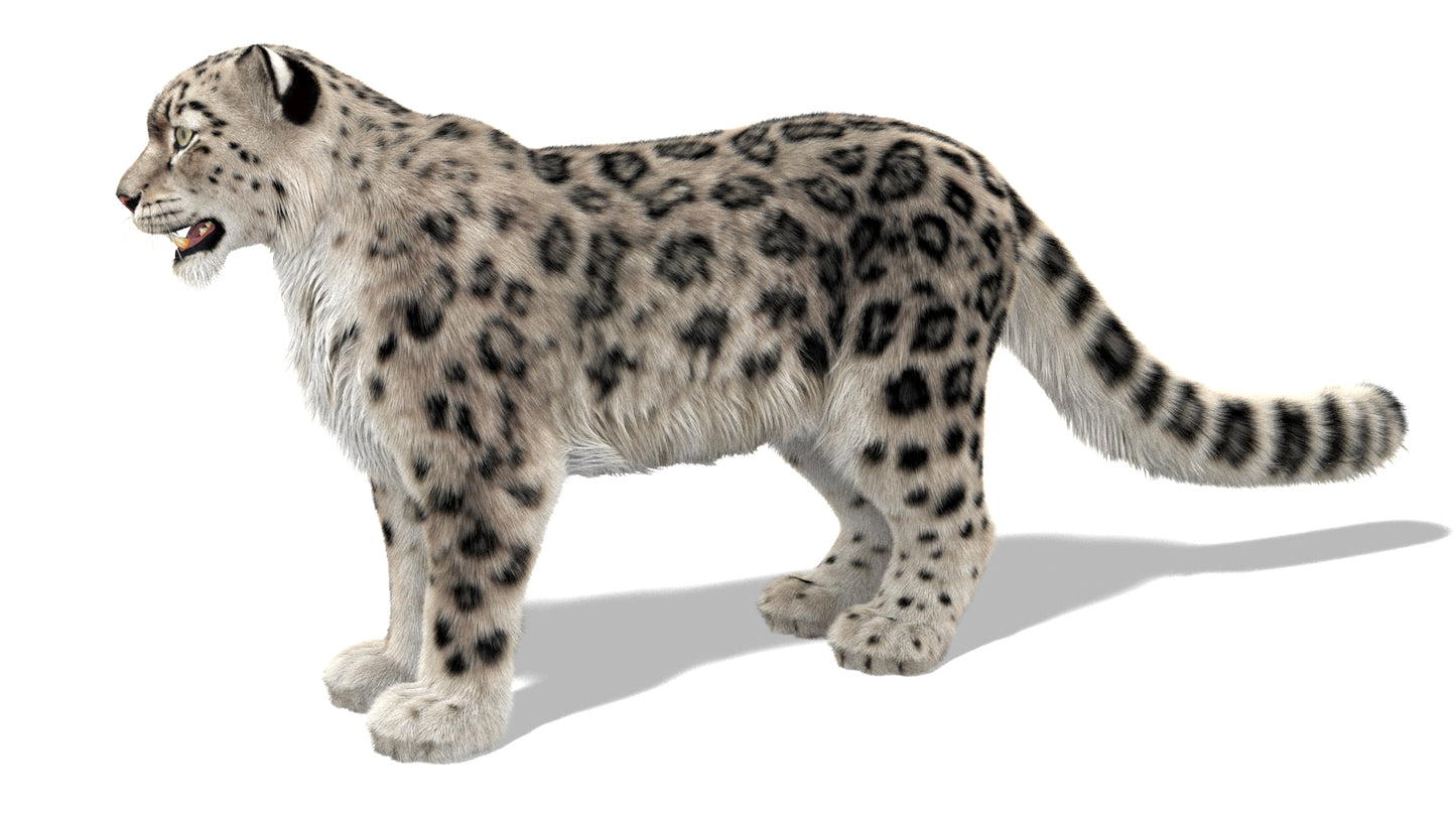 Snow Leopard 3D Model with Ornatrix Fur
