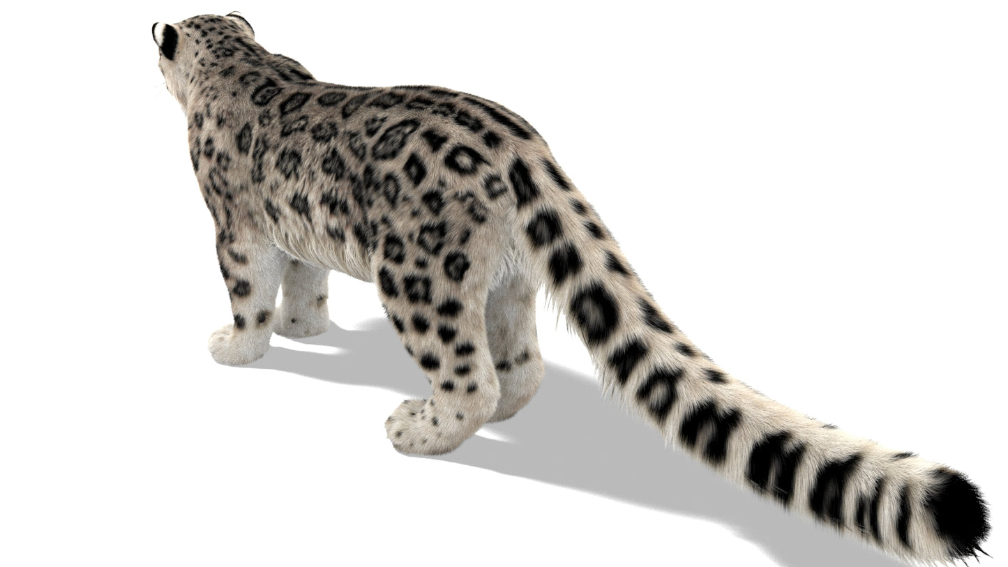 Snow Leopard 3D Model with Ornatrix Fur