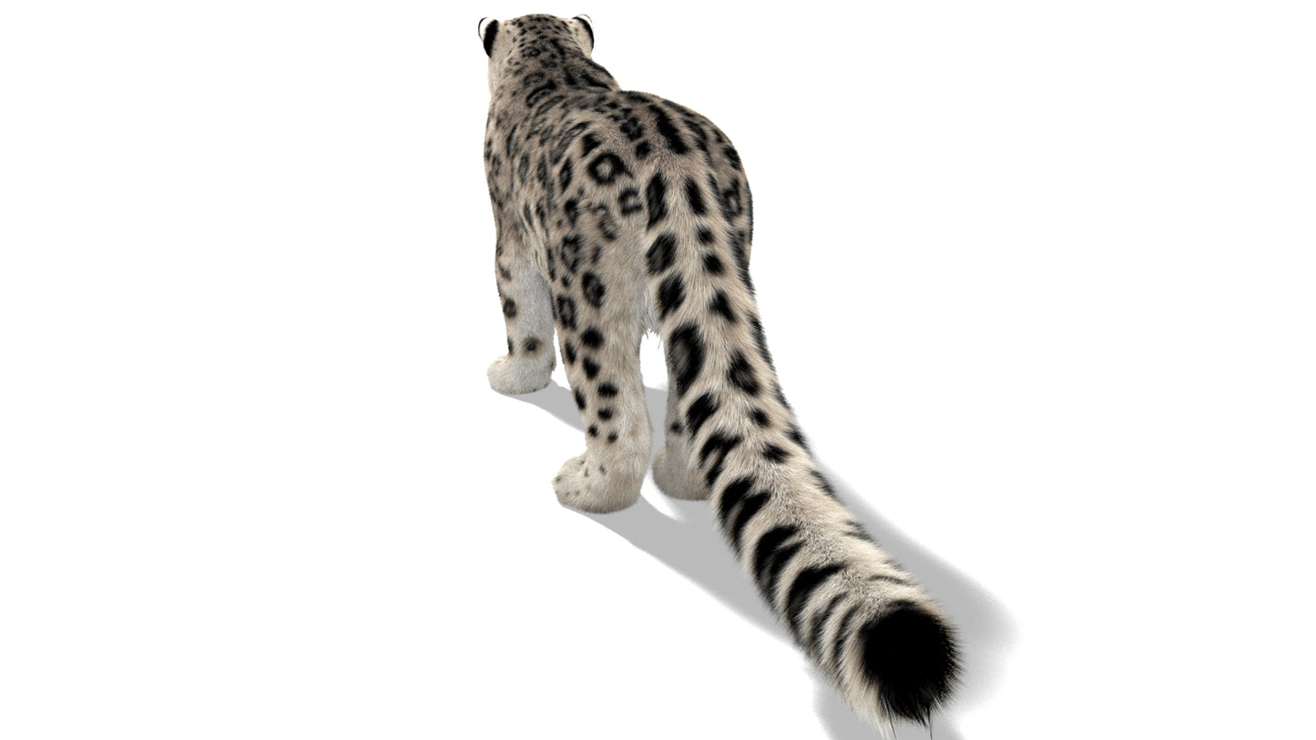 Snow Leopard 3D Model with Ornatrix Fur