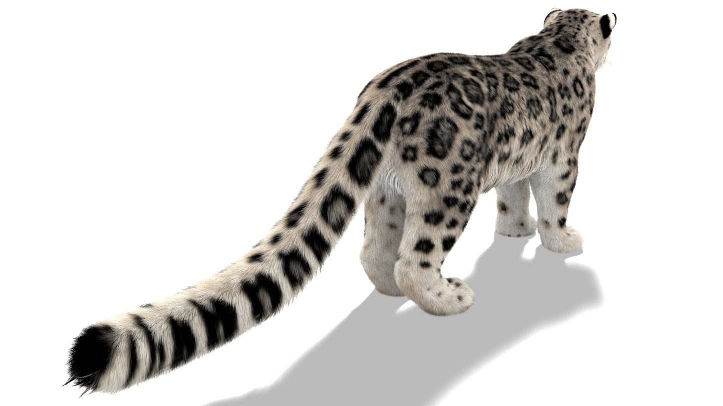 Snow Leopard 3D Model with Ornatrix Fur