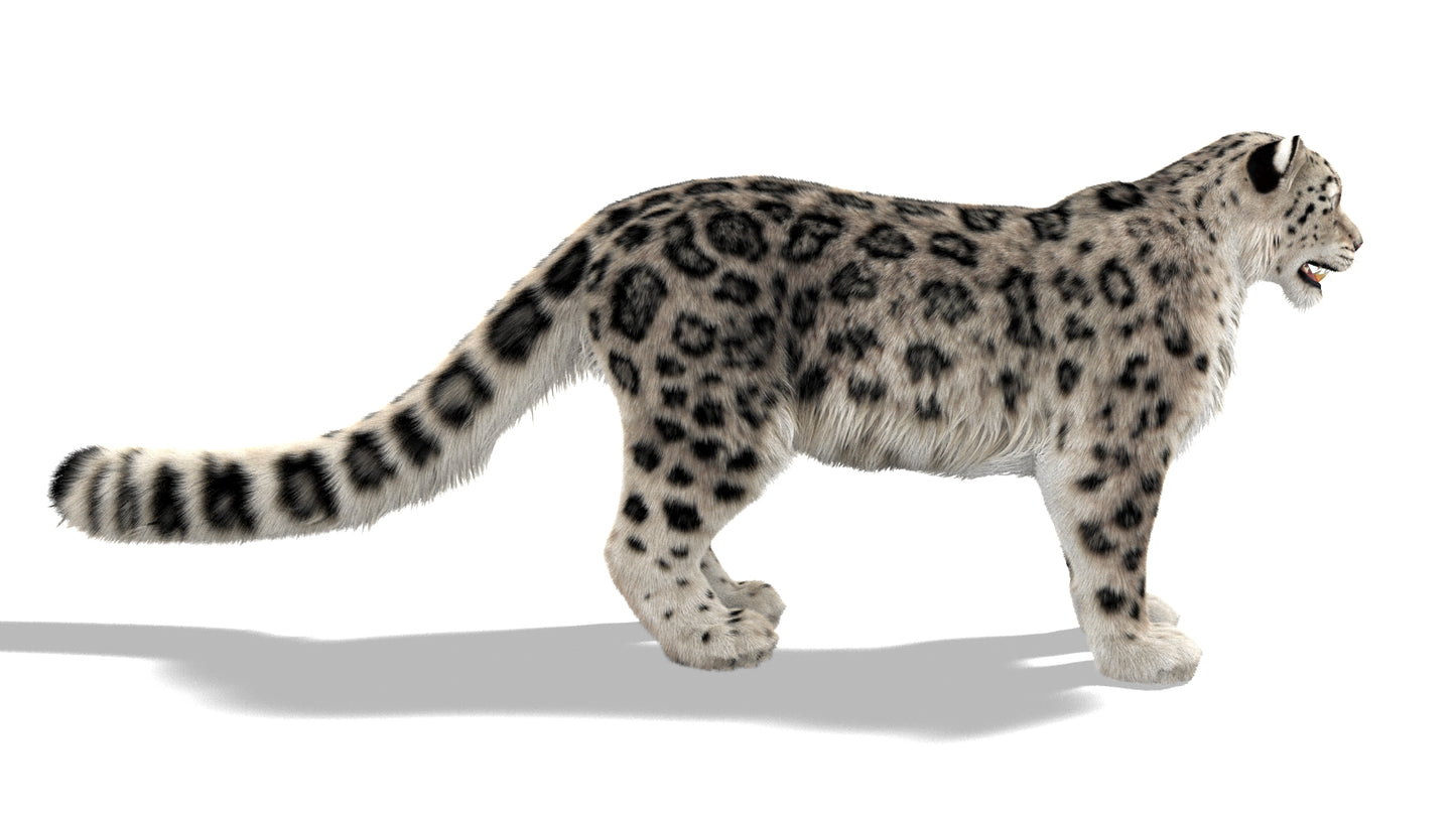 Snow Leopard 3D Model with Ornatrix Fur