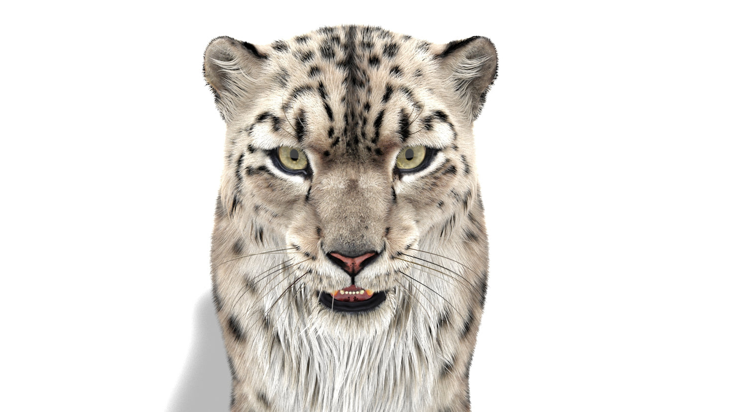 Snow Leopard 3D Model with Ornatrix Fur
