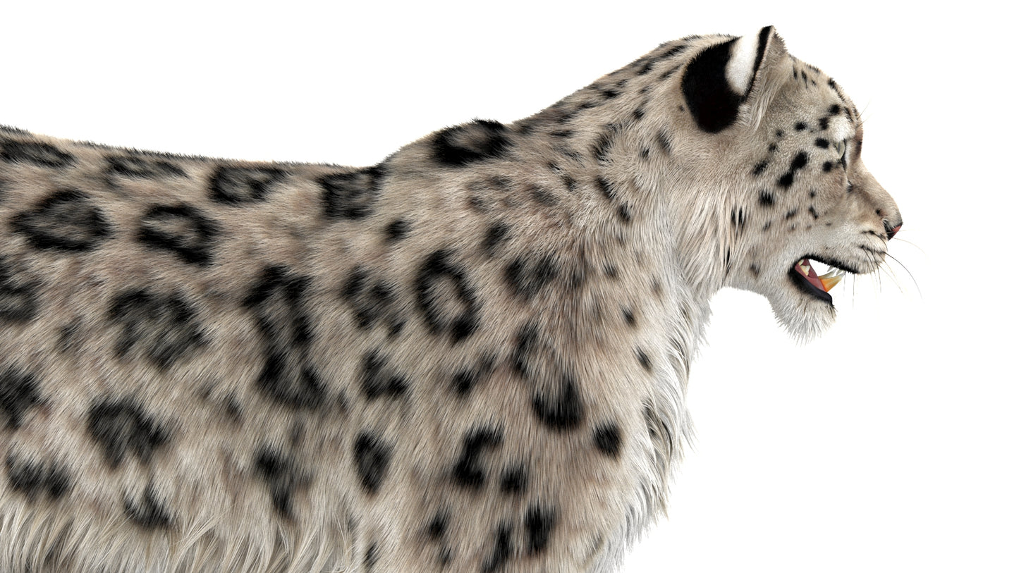 Snow Leopard 3D Model with Ornatrix Fur
