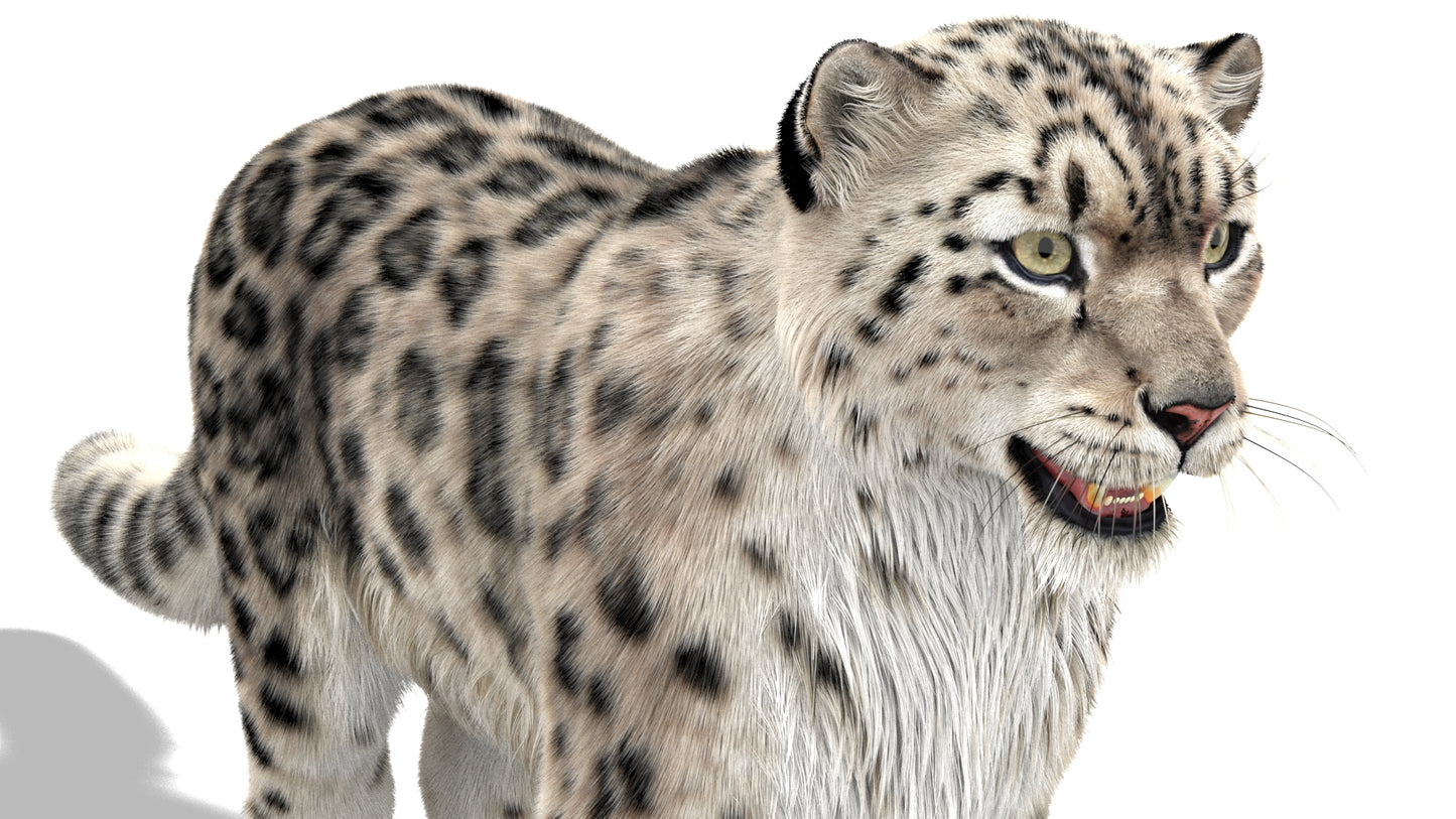 Snow Leopard 3D Model with Ornatrix Fur