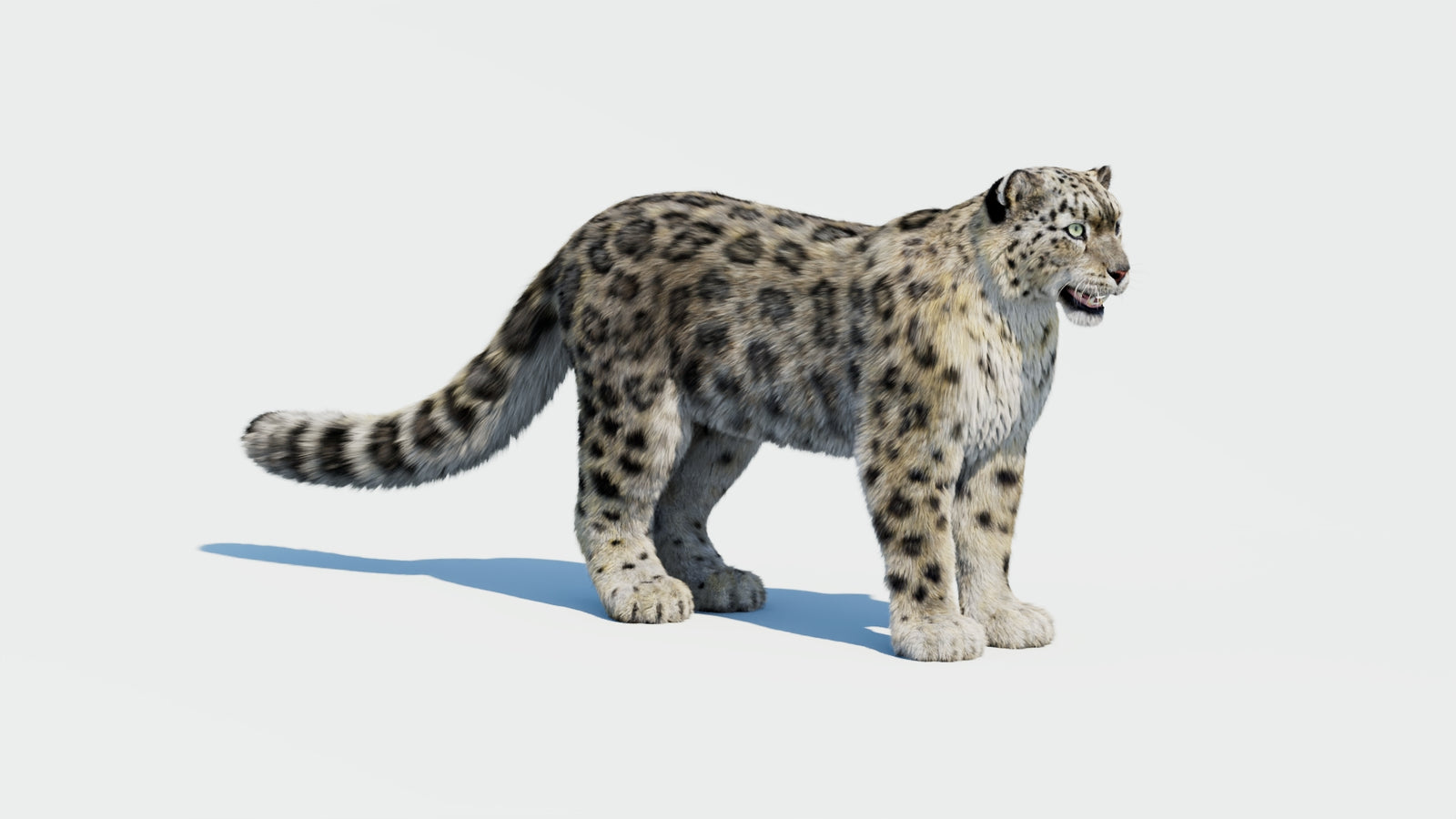 Snow Leopard 3D Model with Fur 360° view 1 frame 2