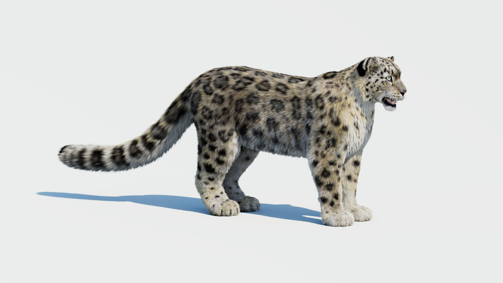 Snow Leopard 3D Model with Fur 360° view 1 frame 3