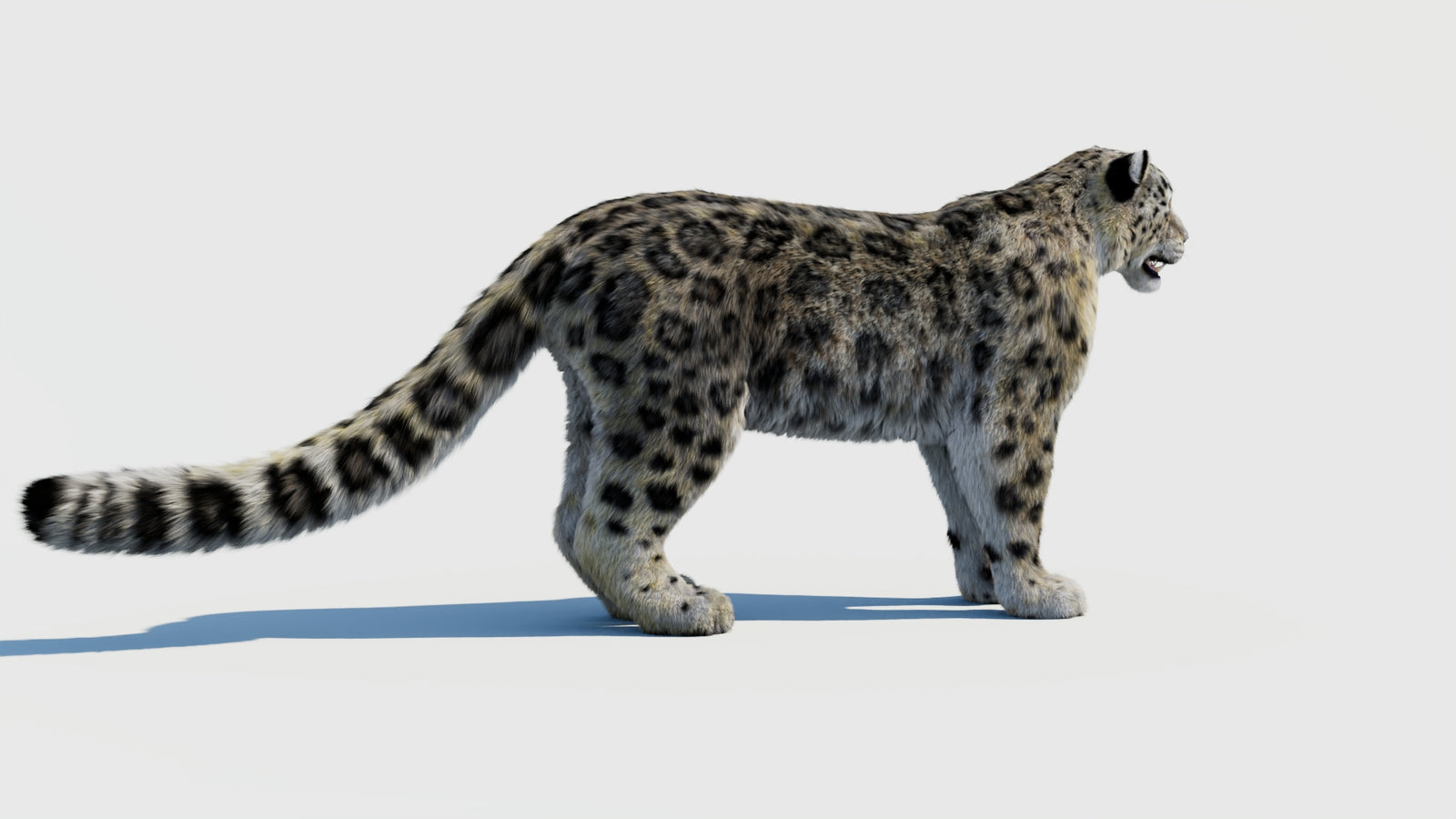Snow Leopard 3D Model with Fur 360° view 1 frame 8