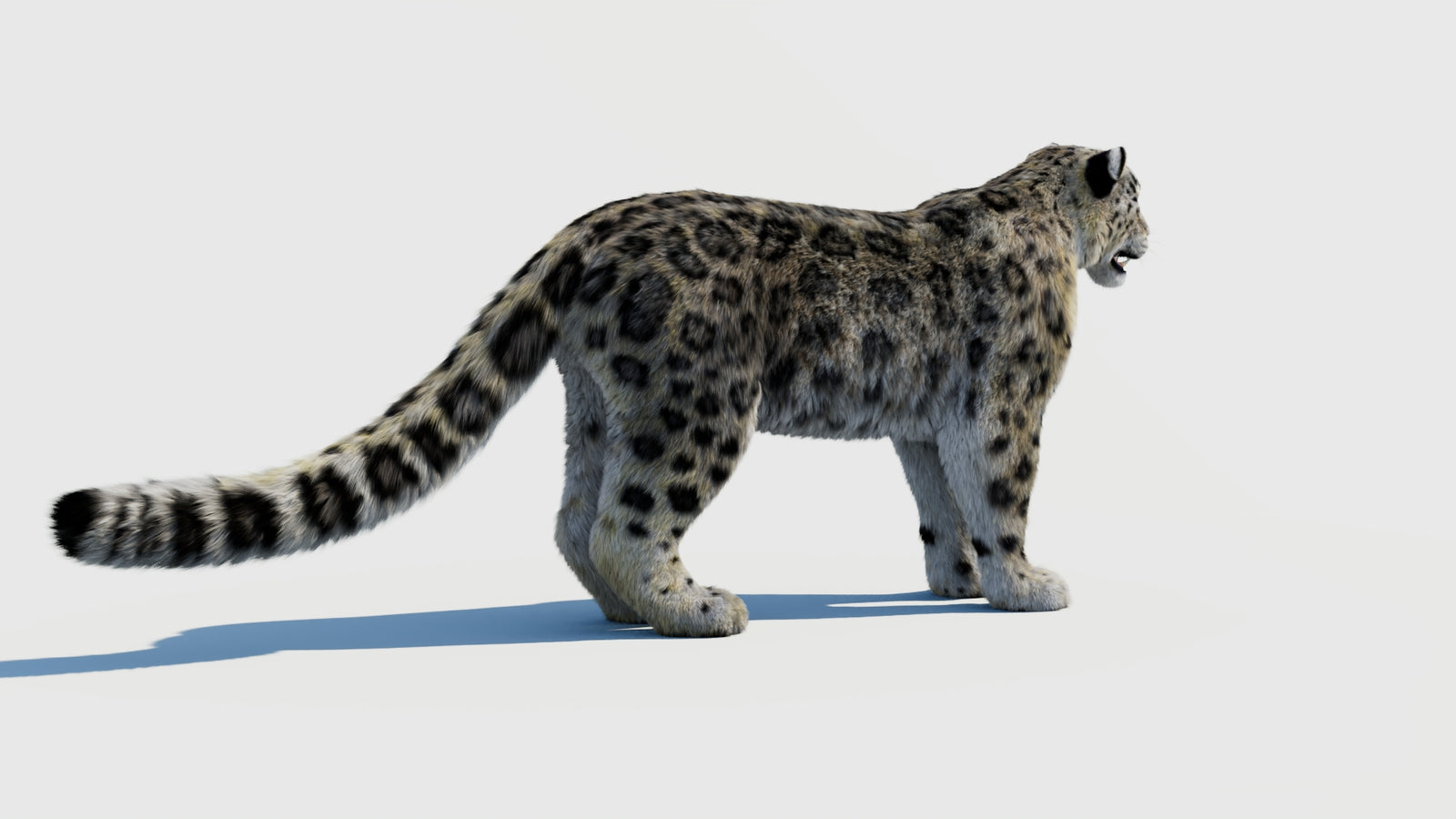 Snow Leopard 3D Model with Fur 360° view 1 frame 9