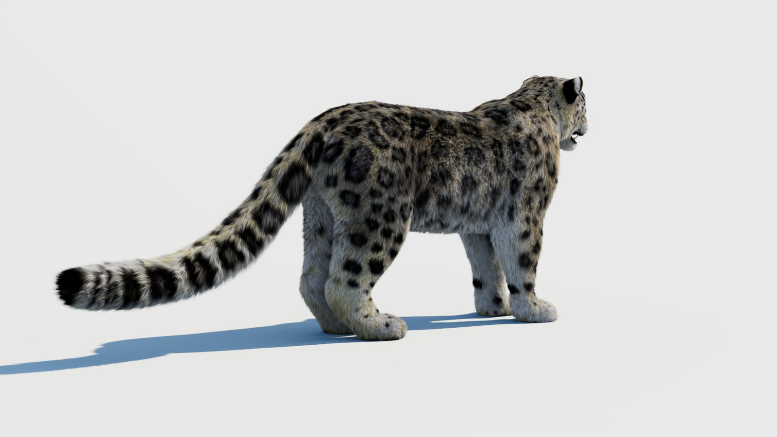 Snow Leopard 3D Model with Fur 360° view 1 frame 10