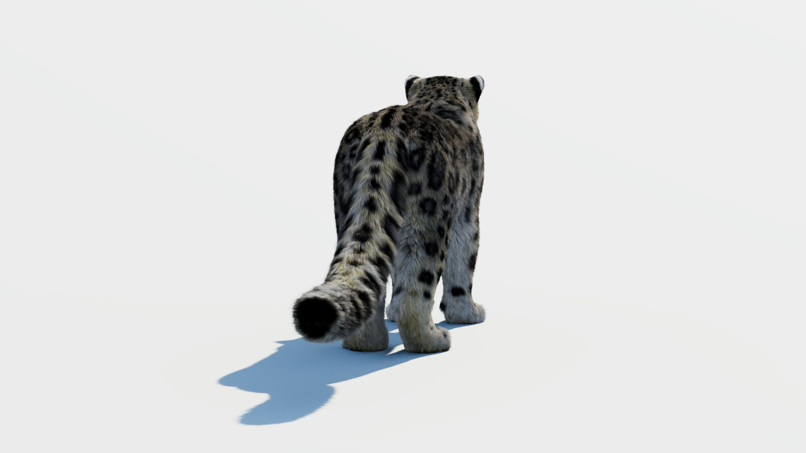 Snow Leopard 3D Model with Fur 360° view 1 frame 14