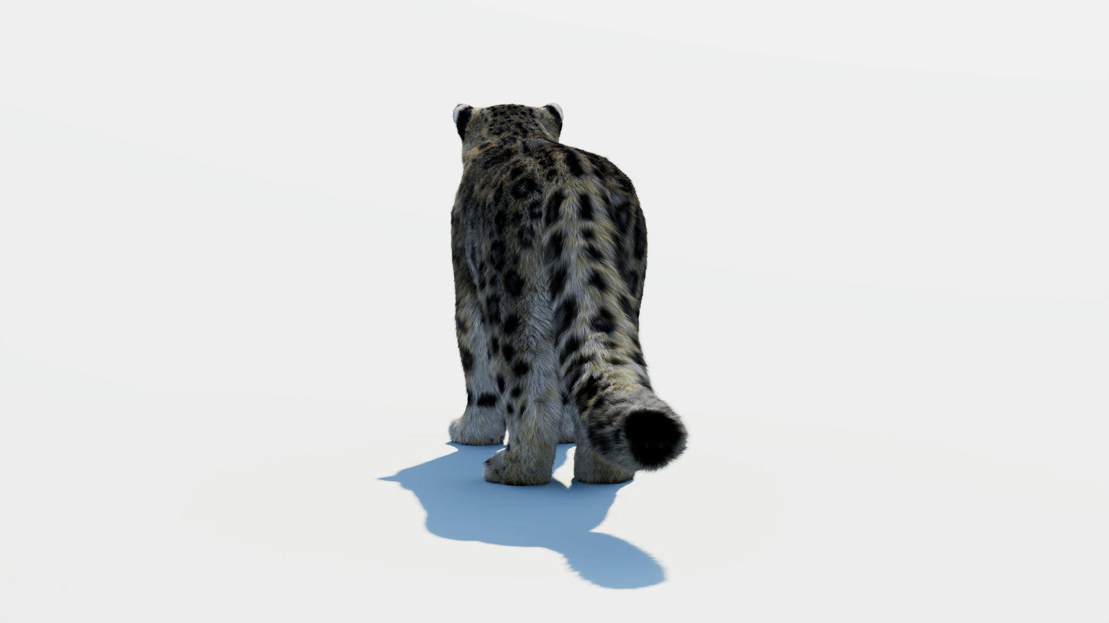 Snow Leopard 3D Model with Fur 360° view 1 frame 16