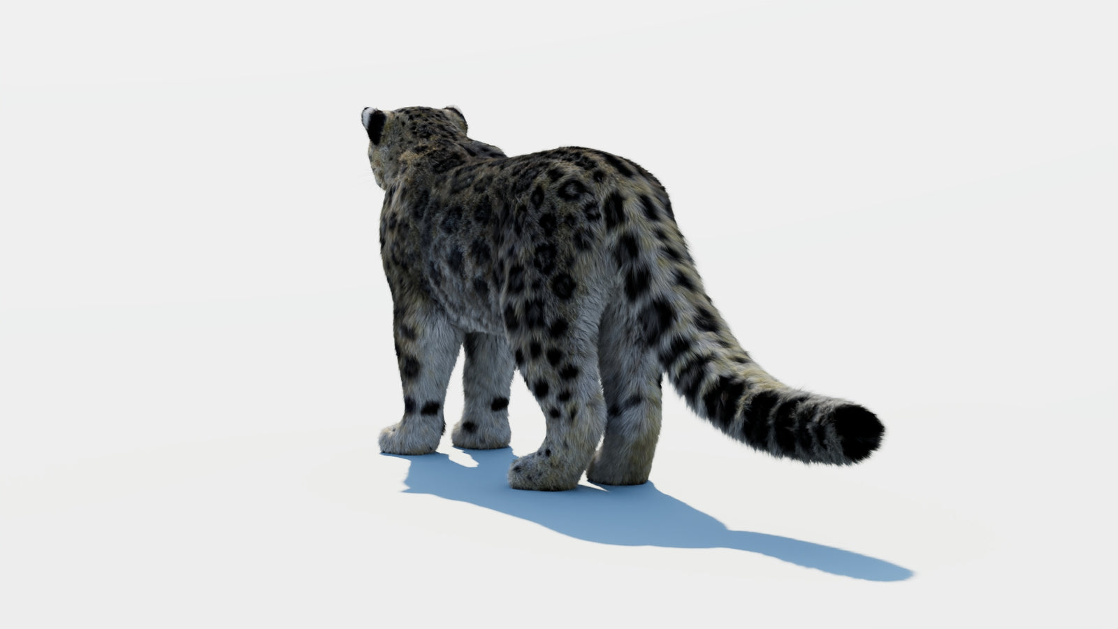 Snow Leopard 3D Model with Fur 360° view 1 frame 18