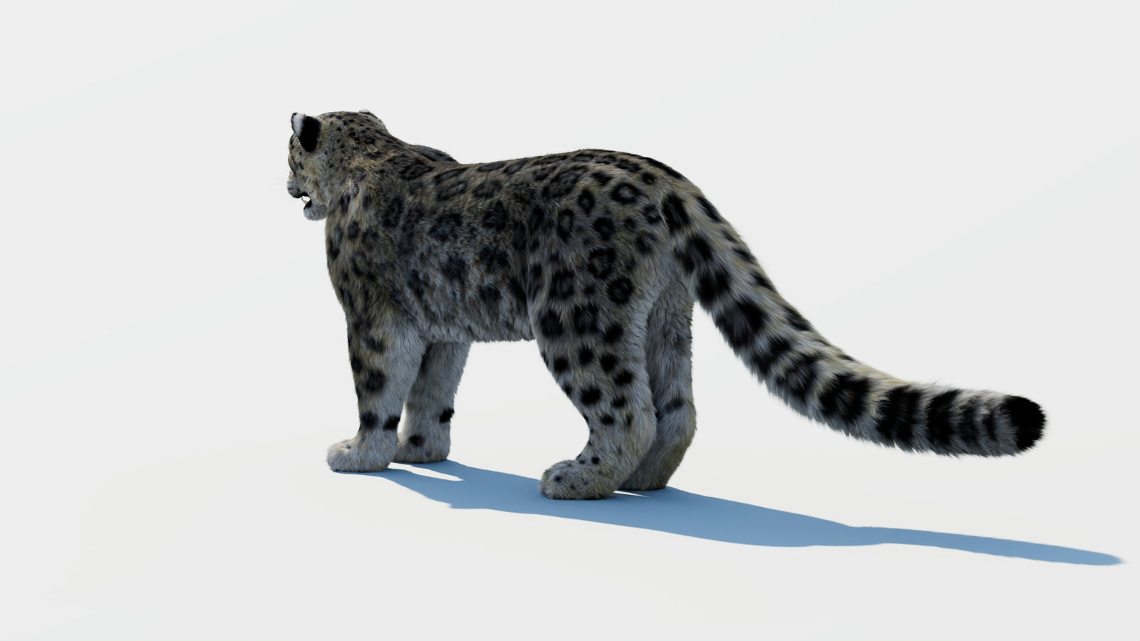 Snow Leopard 3D Model with Fur 360° view 1 frame 20