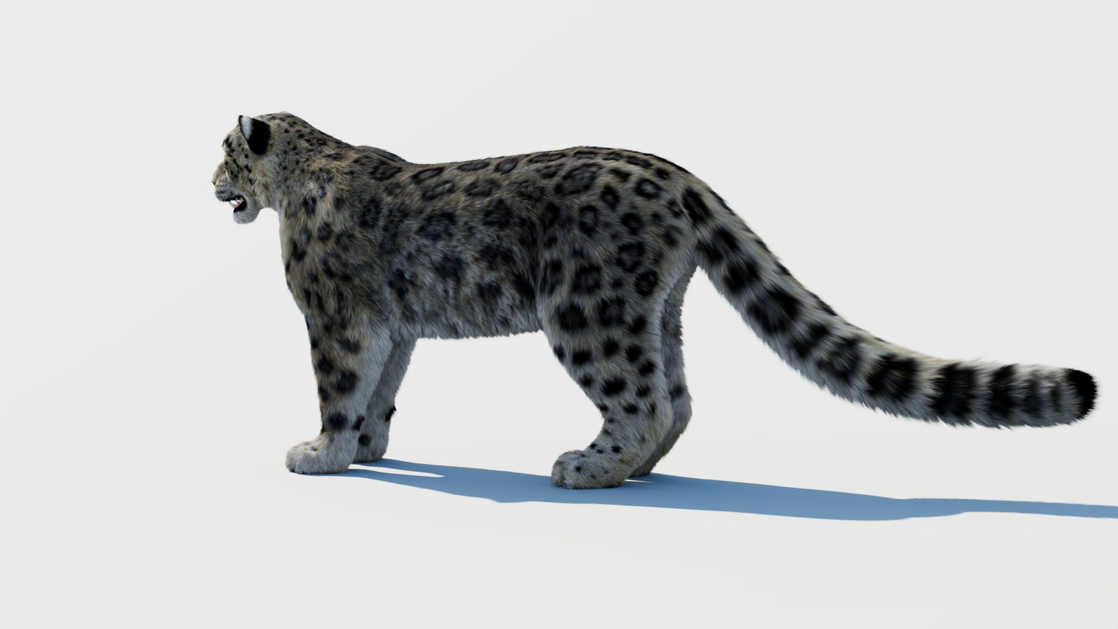Snow Leopard 3D Model with Fur 360° view 1 frame 22