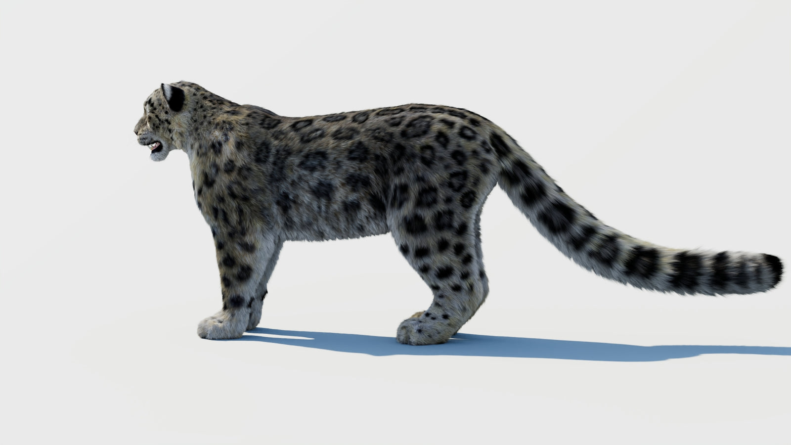 Snow Leopard 3D Model with Fur 360° view 1 frame 23