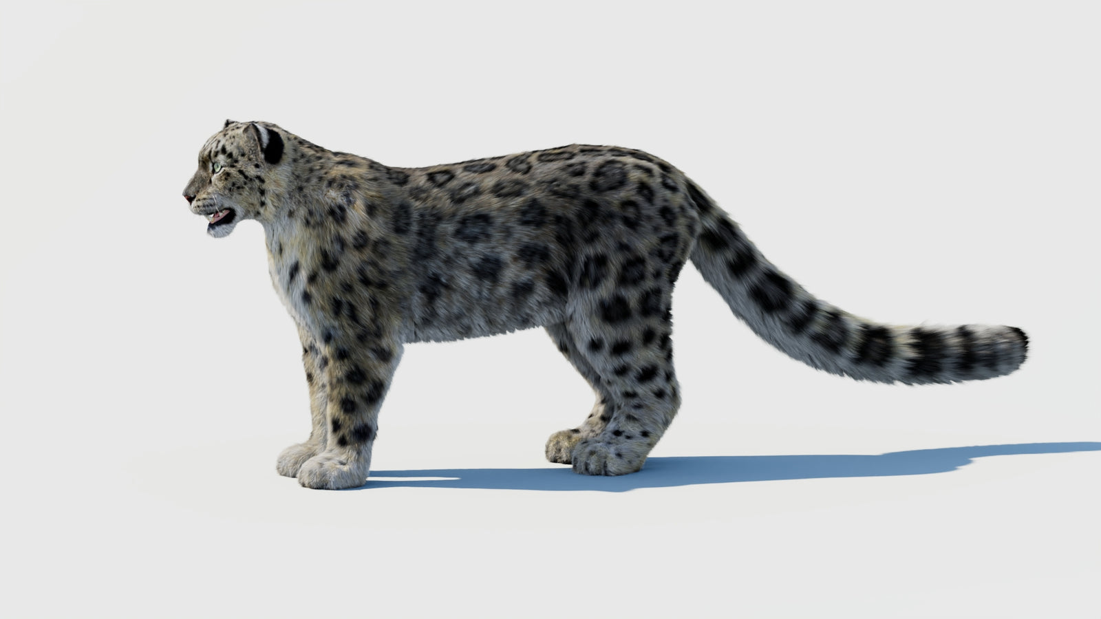 Snow Leopard 3D Model with Fur 360° view 1 frame 26