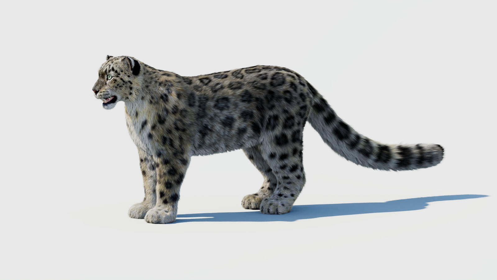 Snow Leopard 3D Model with Fur 360° view 1 frame 27