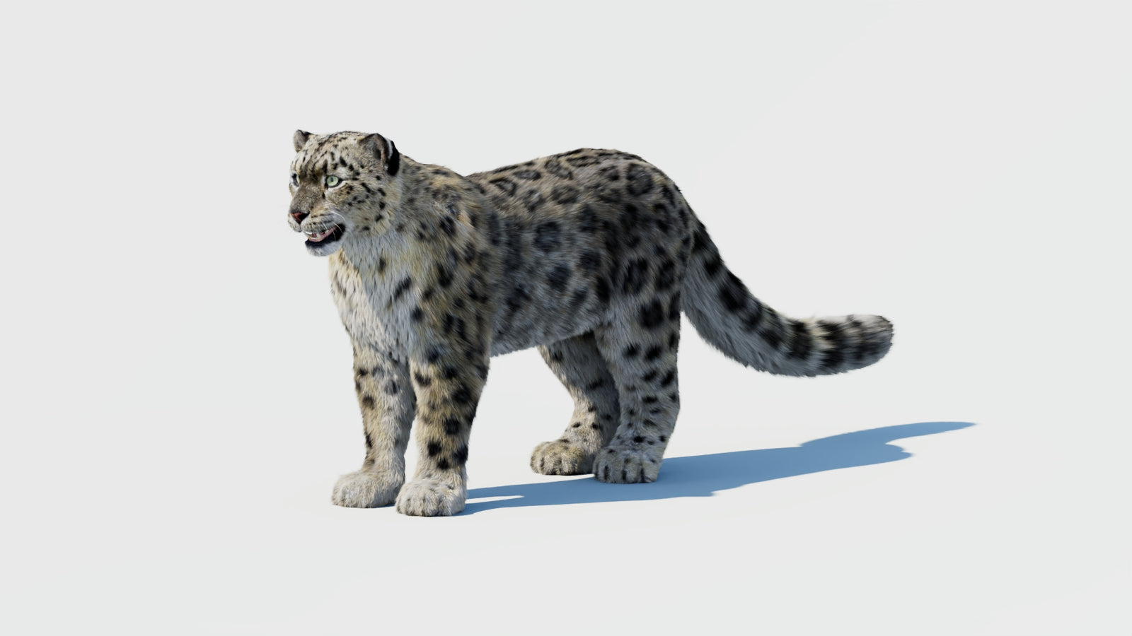 Snow Leopard 3D Model with Fur 360° view 1 frame 29
