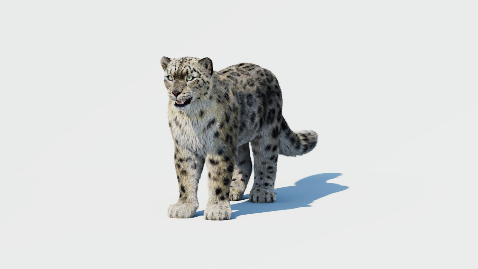Snow Leopard 3D Model with Fur 360° view 1 frame 31