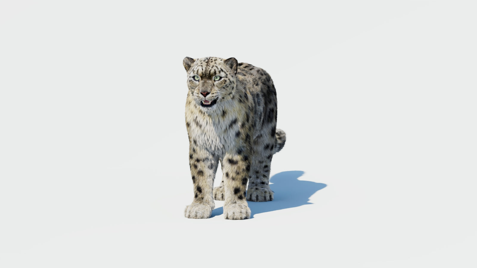 Snow Leopard 3D Model with Fur 360° view 1 frame 32