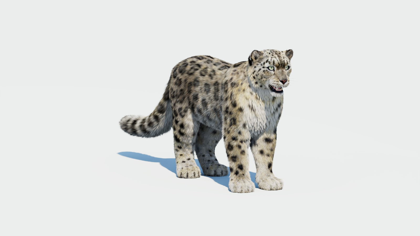 Snow Leopard 3D Model with Fur 360° view 1 frame 36