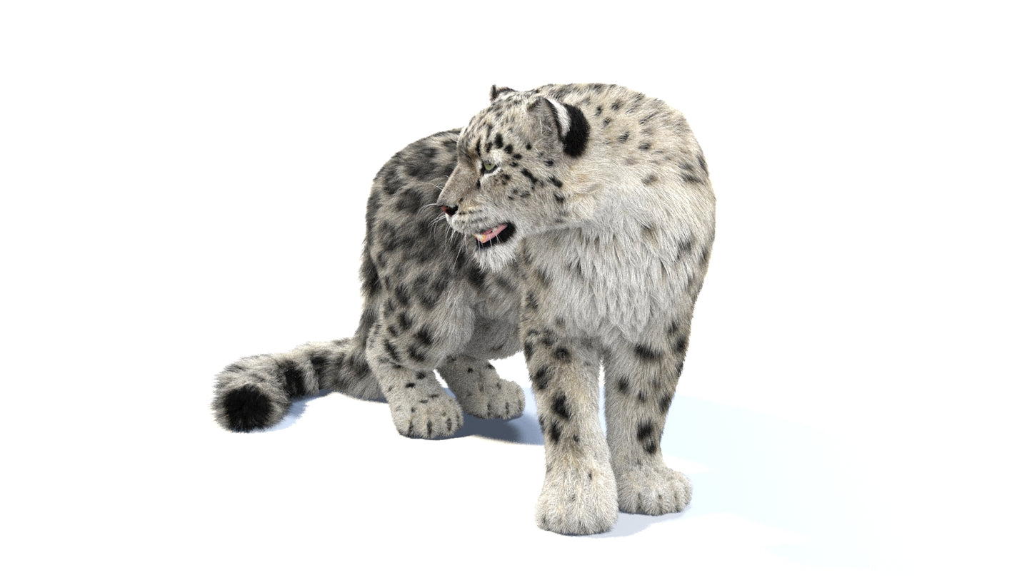 Snow Leopard 3D Model Rigged Fur