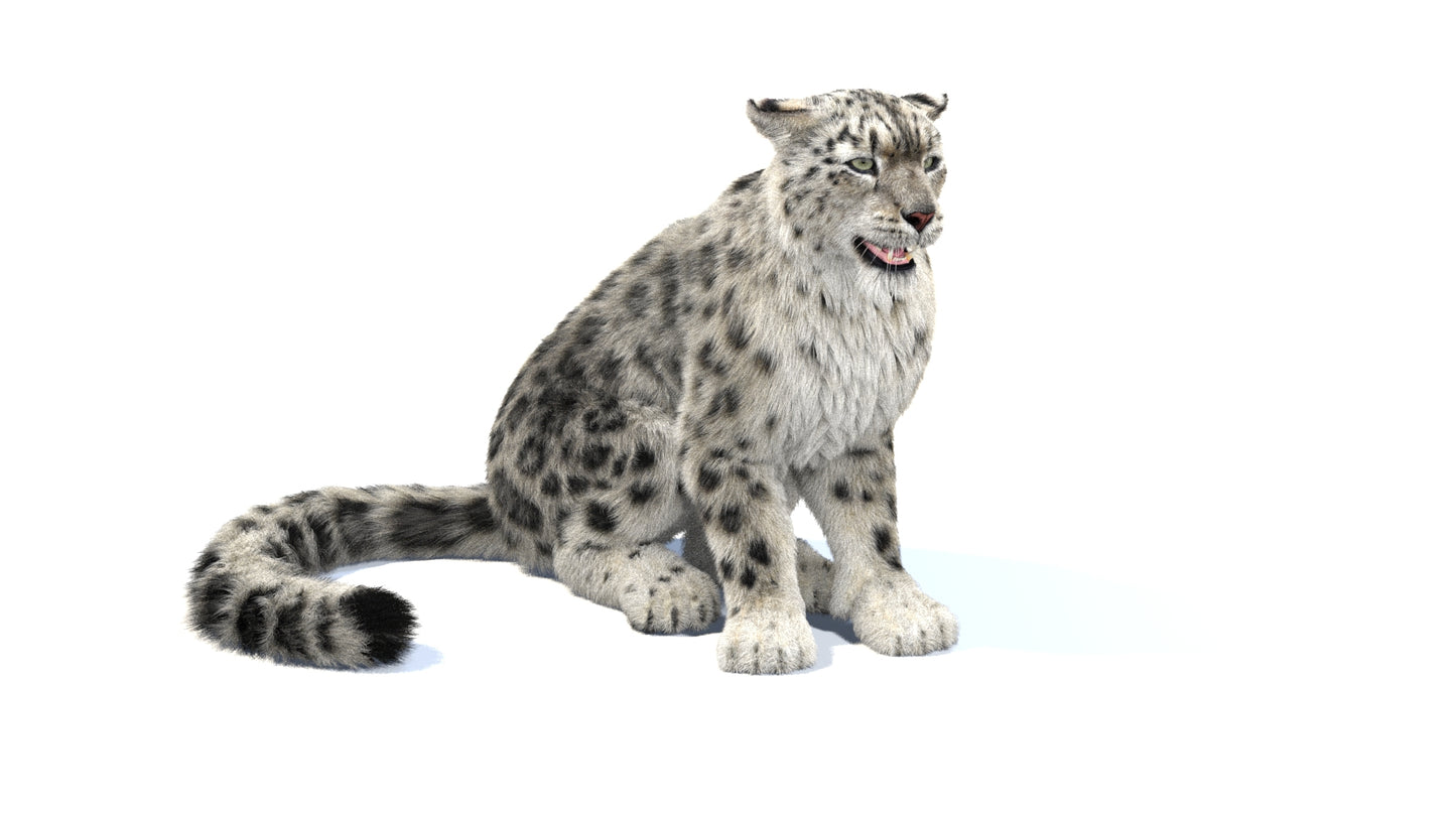 Snow Leopard 3D Model Rigged Fur