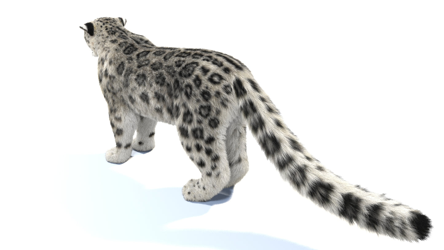 Snow Leopard 3D Model Rigged Fur