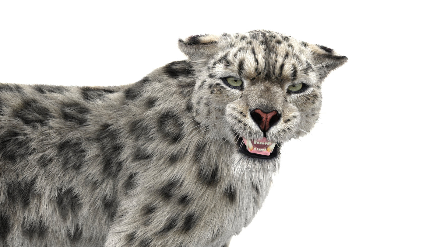 Snow Leopard 3D Model Rigged Fur