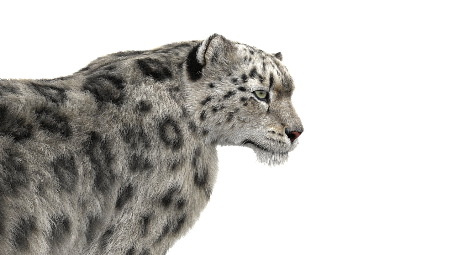 Snow Leopard 3D Model Rigged Fur