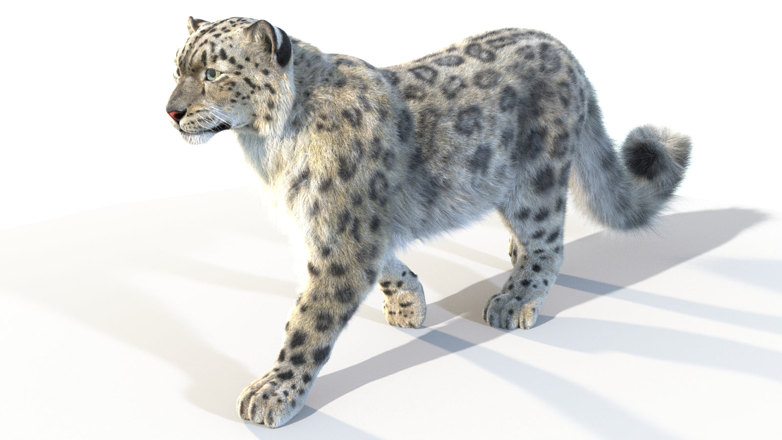 Animated Snow Leopard 3D Model Fur 360° view 4 frame 7
