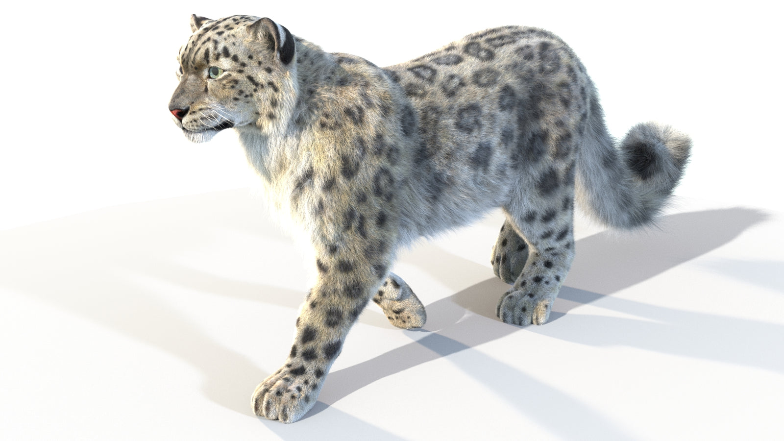Animated Snow Leopard 3D Model Fur 360° view 4 frame 9
