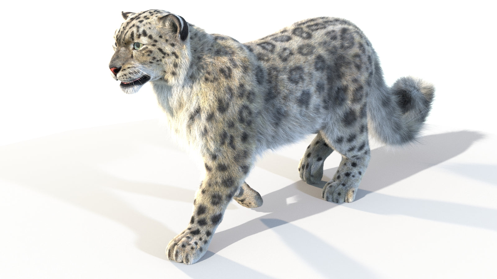 Animated Snow Leopard 3D Model Fur 360° view 4 frame 11