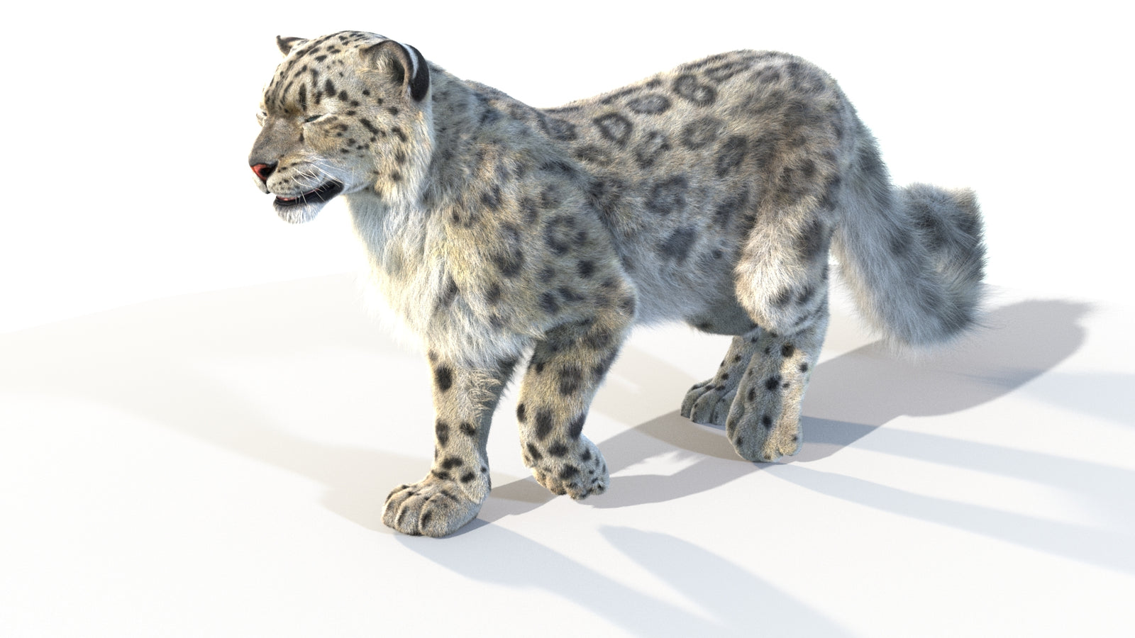 Animated Snow Leopard 3D Model Fur 360° view 4 frame 38
