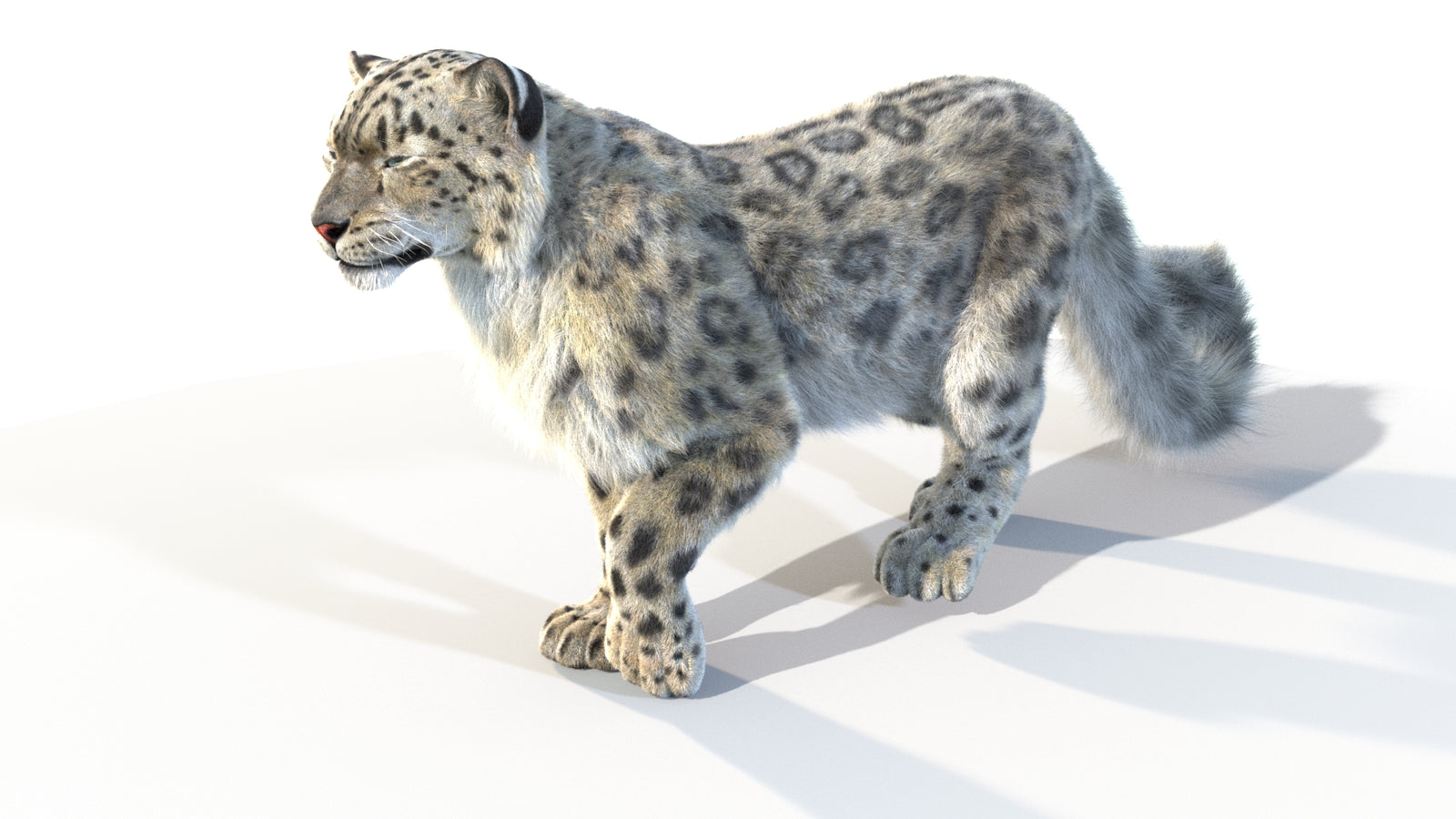 Animated Snow Leopard 3D Model Fur 360° view 4 frame 41