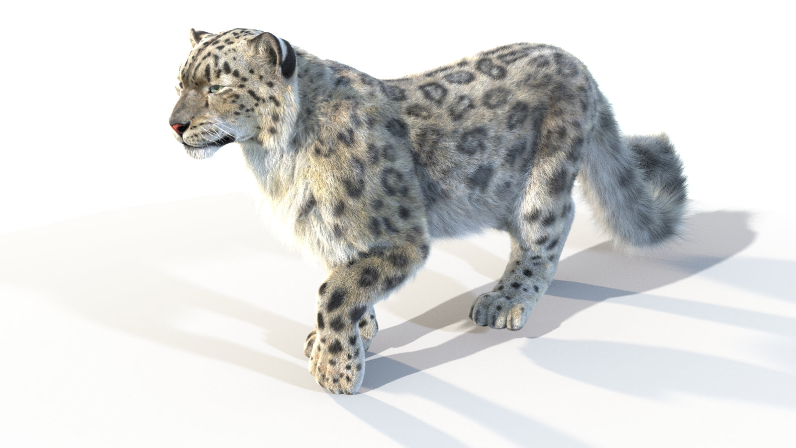 Animated Snow Leopard 3D Model Fur 360° view 4 frame 42