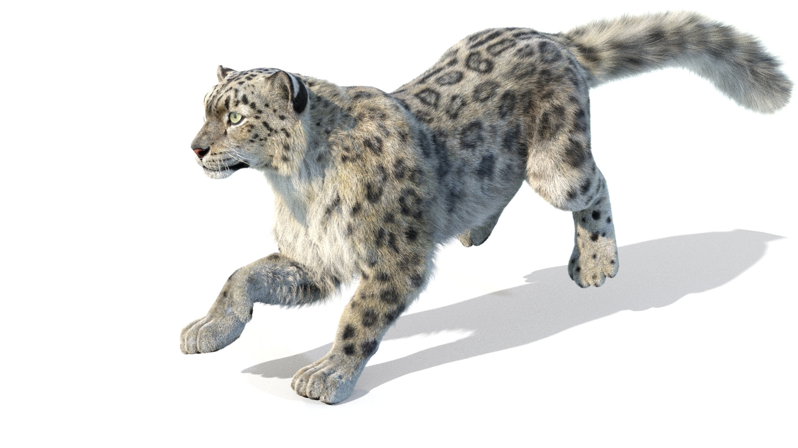 Animated Snow Leopard 3D Model Fur 360° view 5 frame 3