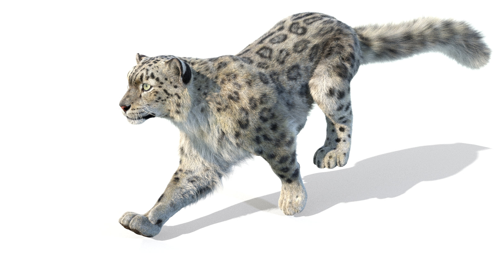 Animated Snow Leopard 3D Model Fur 360° view 5 frame 5