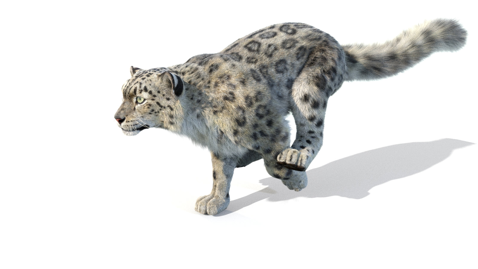 Animated Snow Leopard 3D Model Fur 360° view 5 frame 7